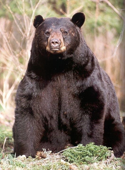 bear