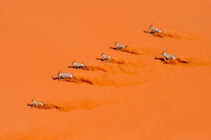 antelope