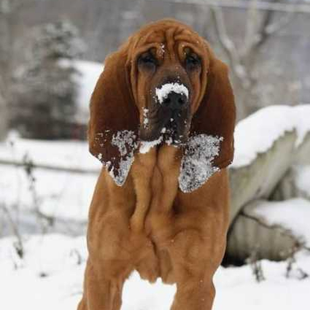 bloodhound