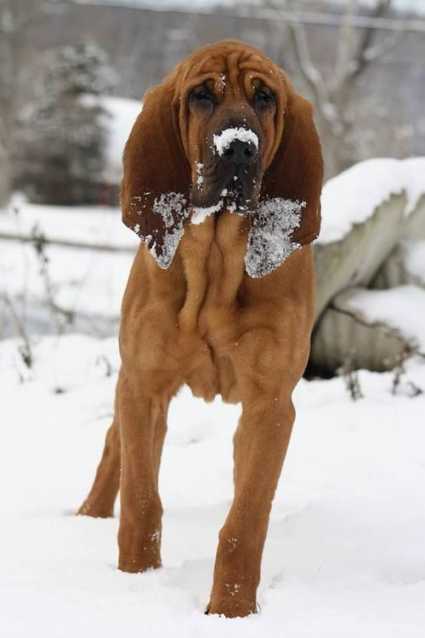 bloodhound