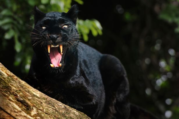 growling black panther