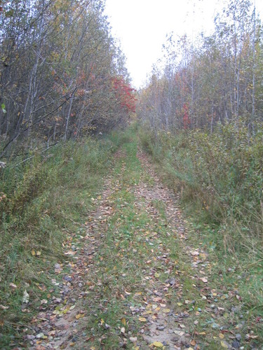 trail in Dannemora