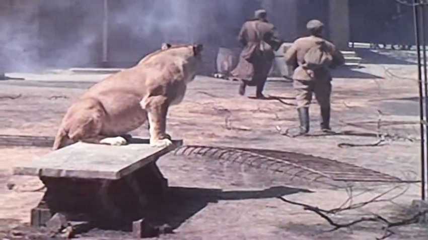Lion from Berlin zoo
