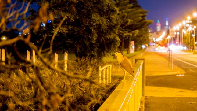 night heron knows nights night simon mclean 2016