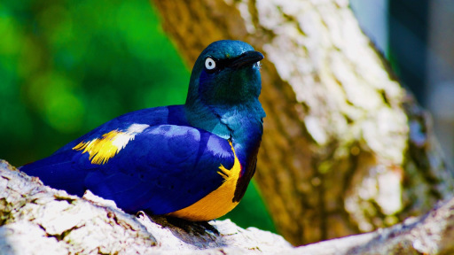 Bluebird