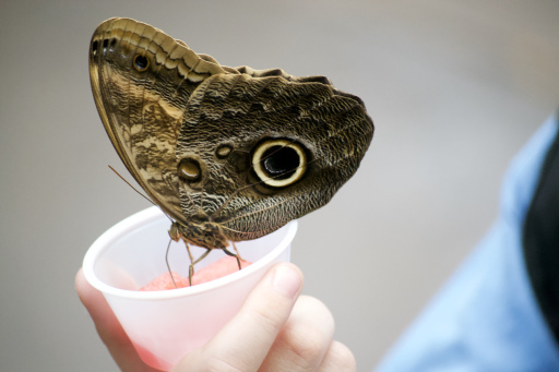 Butterfly 1