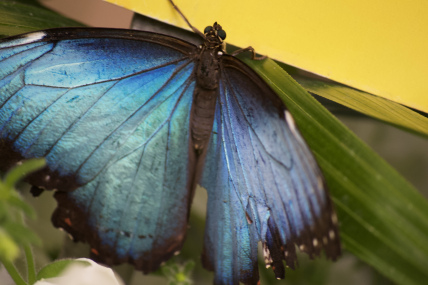 Butterfly 2