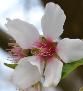Close up on the spring Blossom Trail