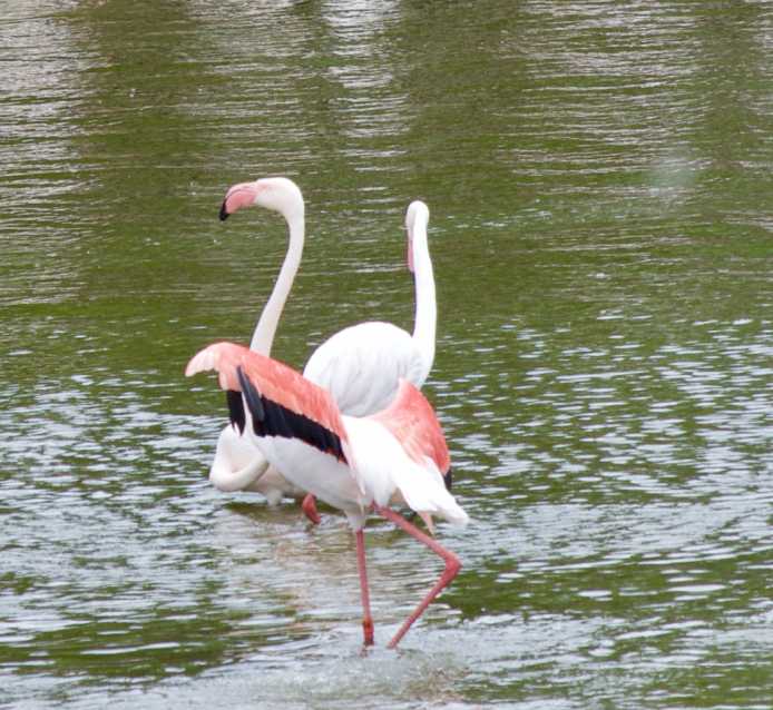 Flamingos