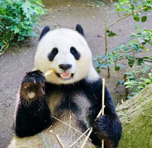 Panda 1