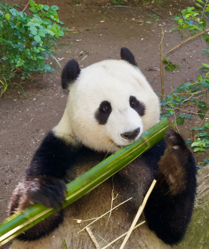 Panda 2