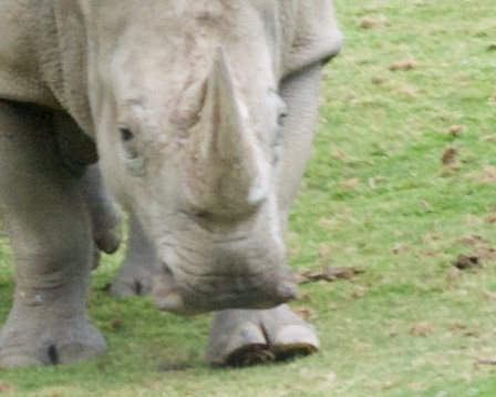 Rhino
