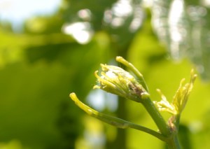 This is a grape bud