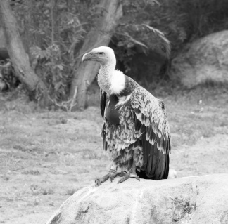 Vulture