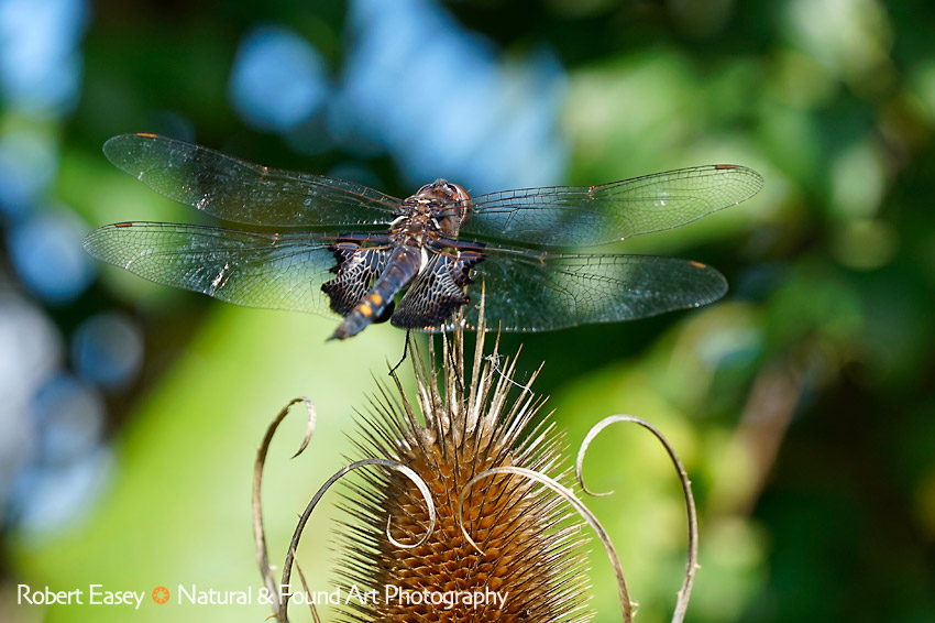 Dragonfly