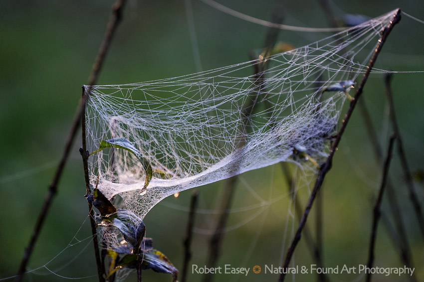Spiderweb dew