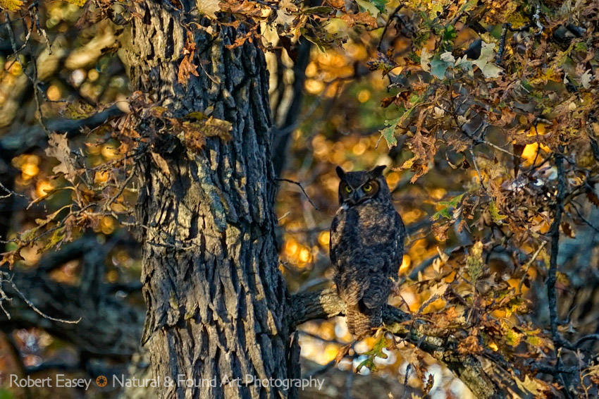 Great Horned Owl