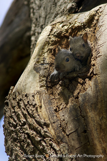 Squirrel pair