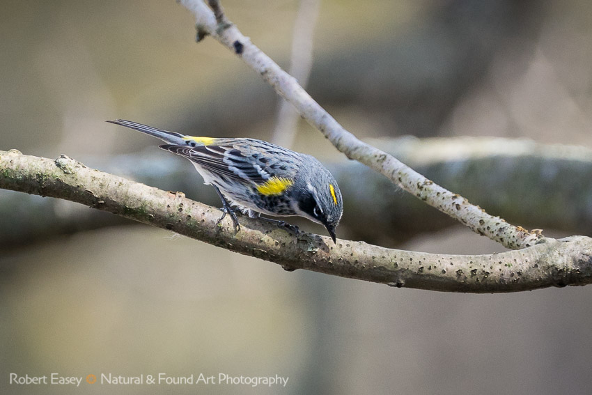 The Yellow-Rumped Warbler