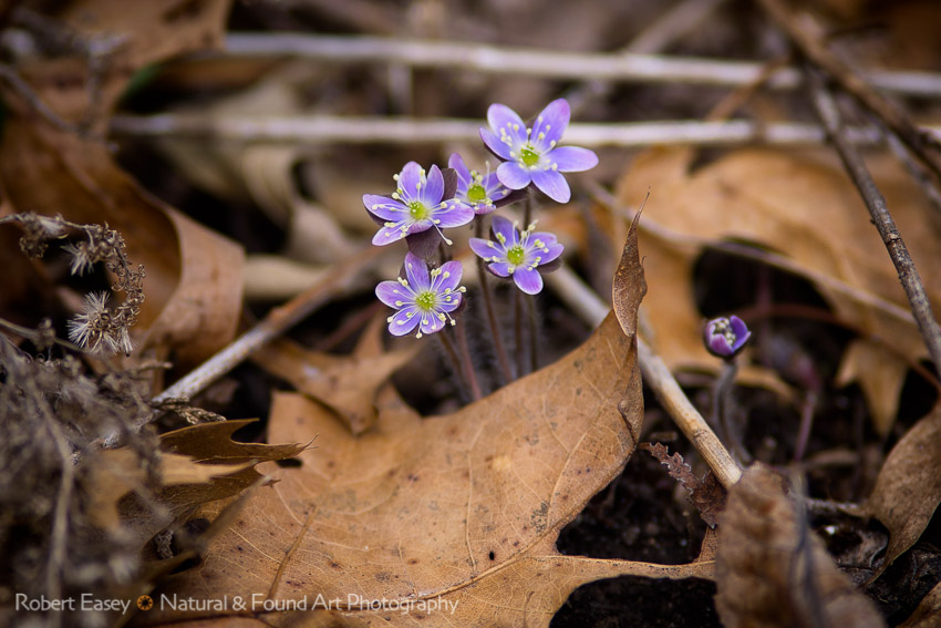 The first Wild Flowers of sping