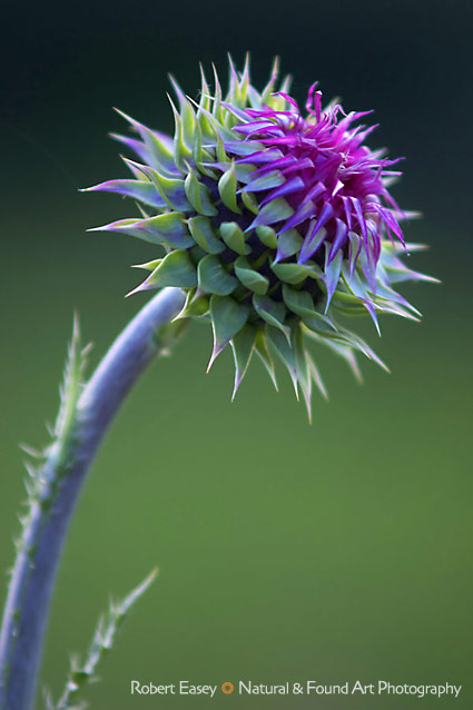 Thistle